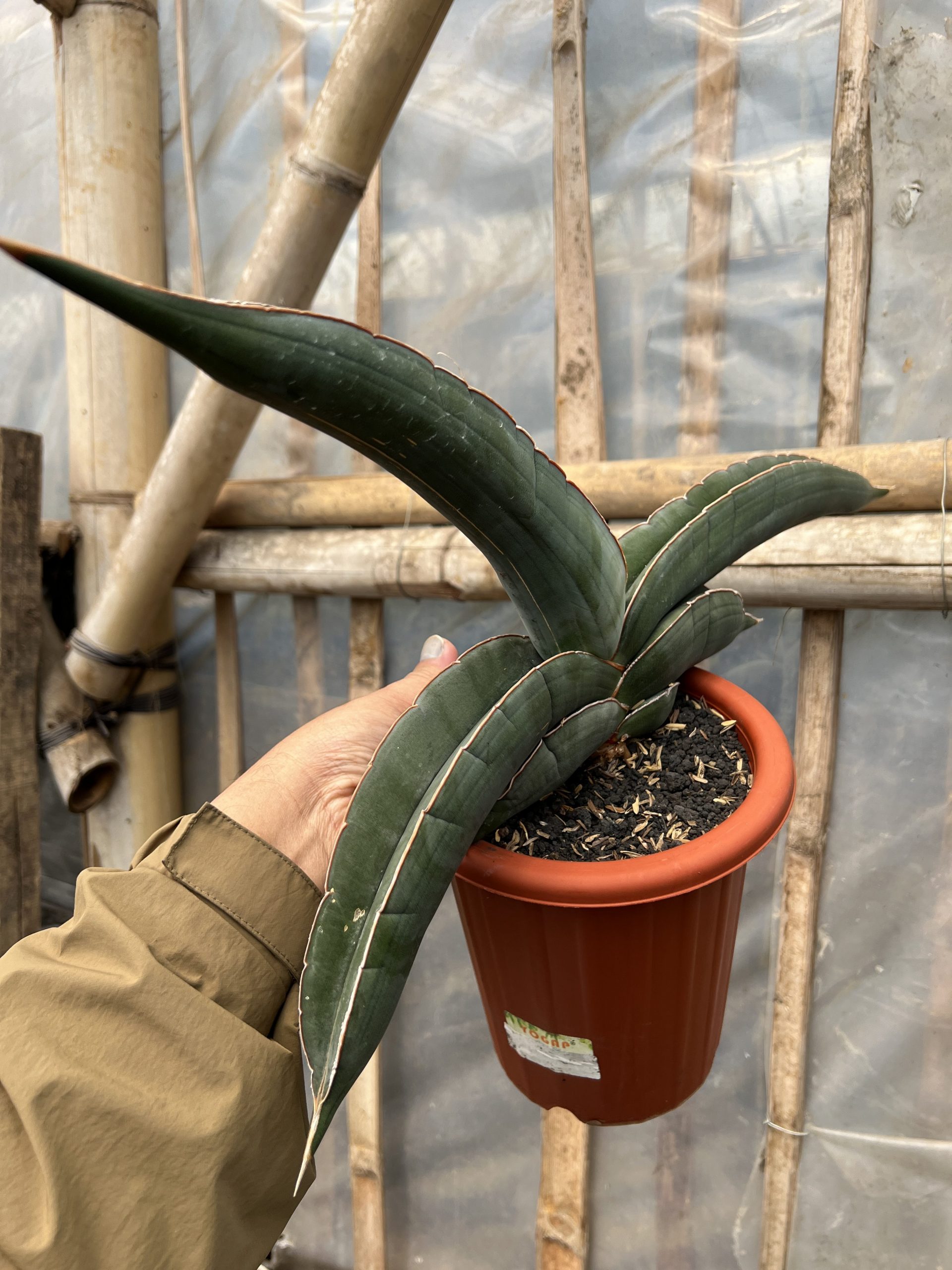 1574. Sansevieria Banana size 25 cm - Image 3