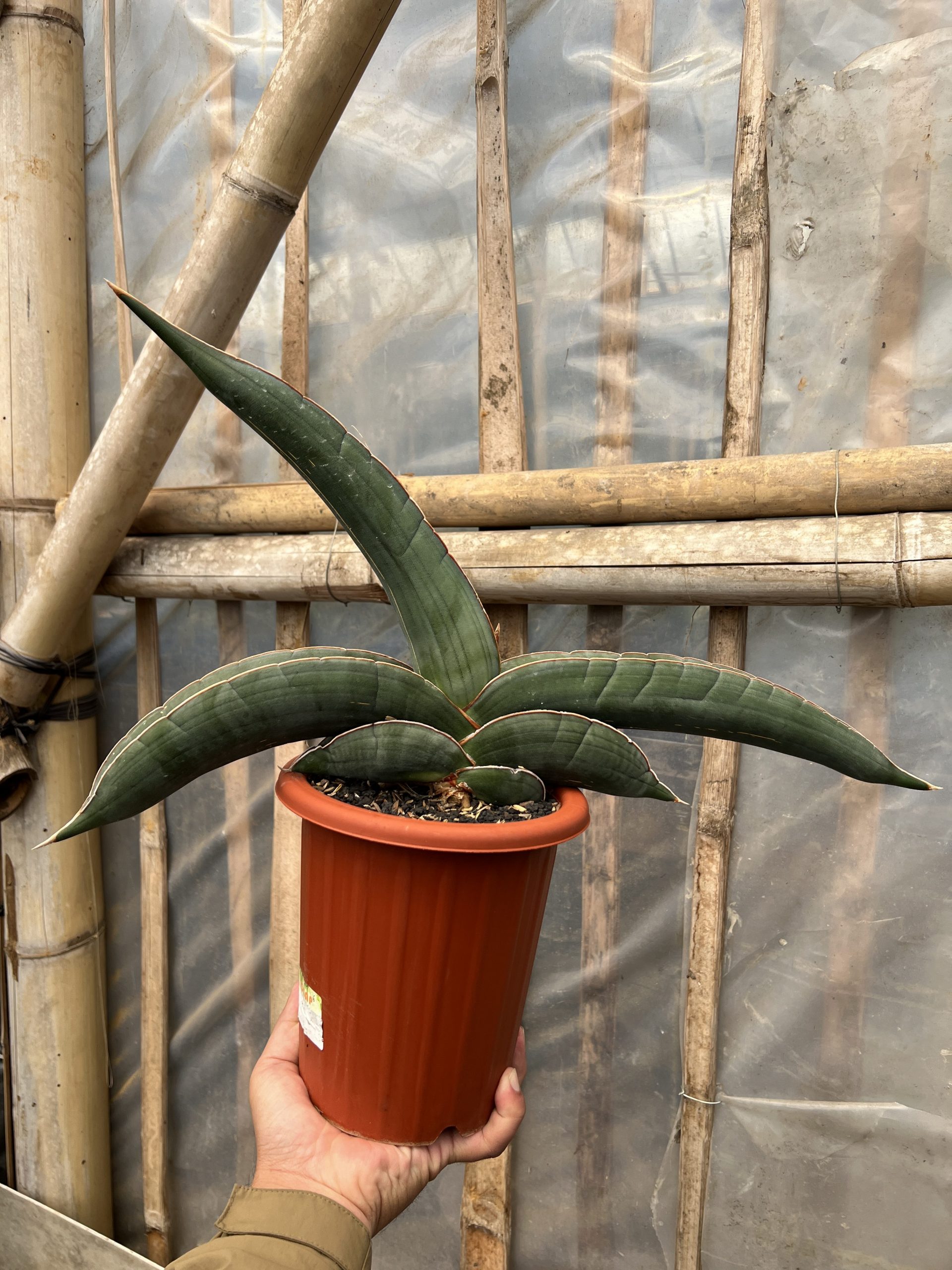 1574. Sansevieria Banana size 25 cm - Image 4