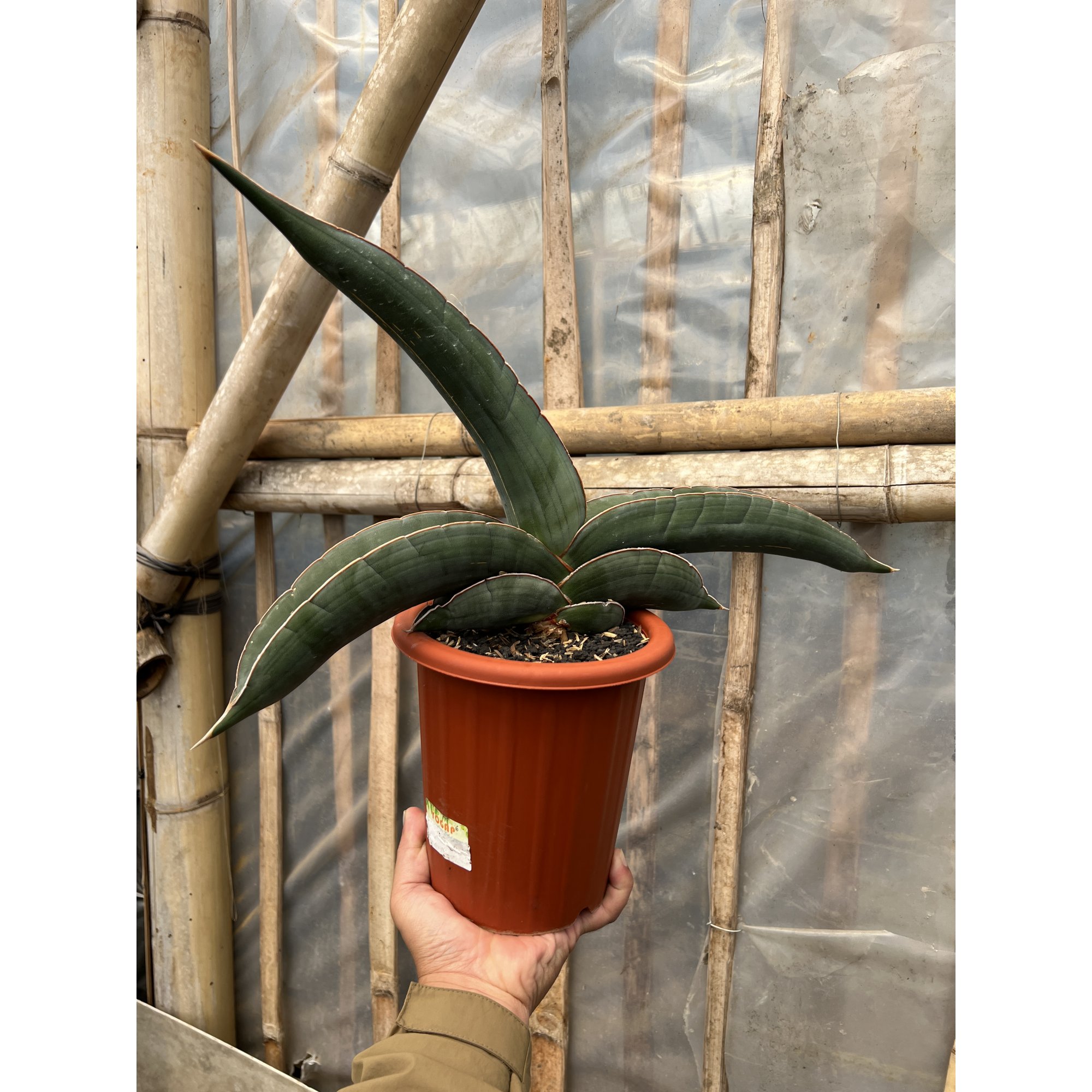 1574. Sansevieria Banana size 25 cm
