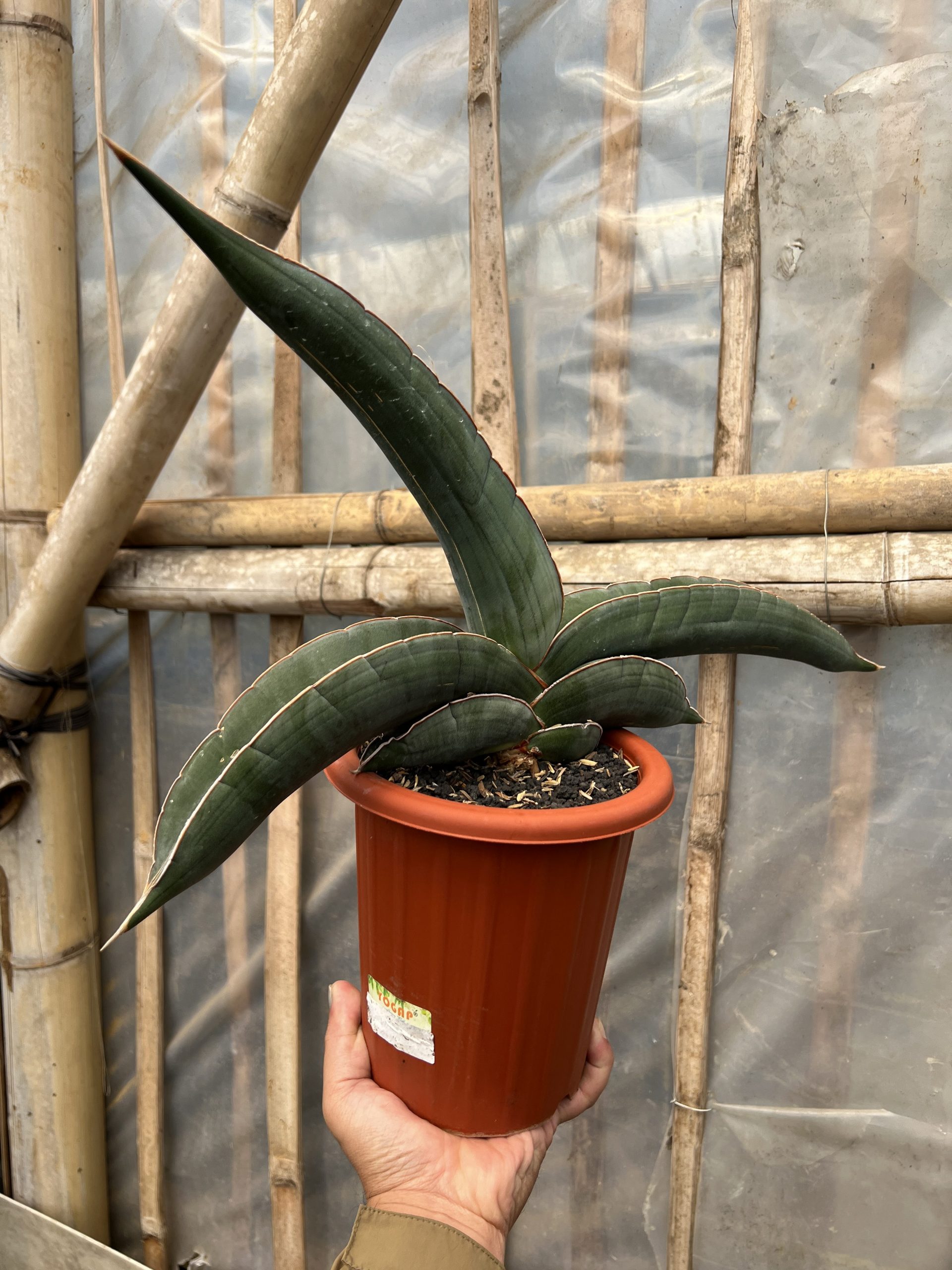 1574. Sansevieria Banana size 25 cm - Image 5