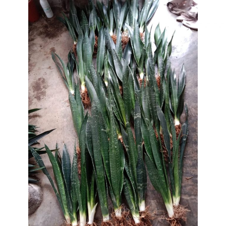 2135. Sansevieria Banded Nelsonii 10 Pcs