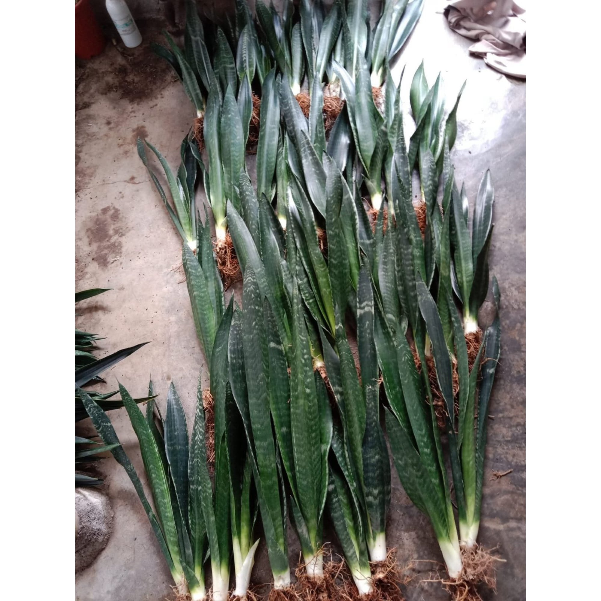 2135. Sansevieria Banded Nelsonii 10 Pcs