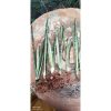 2161. Sansevieria Bantel Batik 10 Pcs