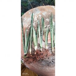 2161. Sansevieria Bantel Batik 10 Pcs