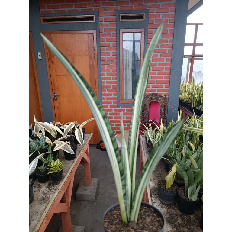 1739. Sansevieria Bantel Batik Size 40 Cm