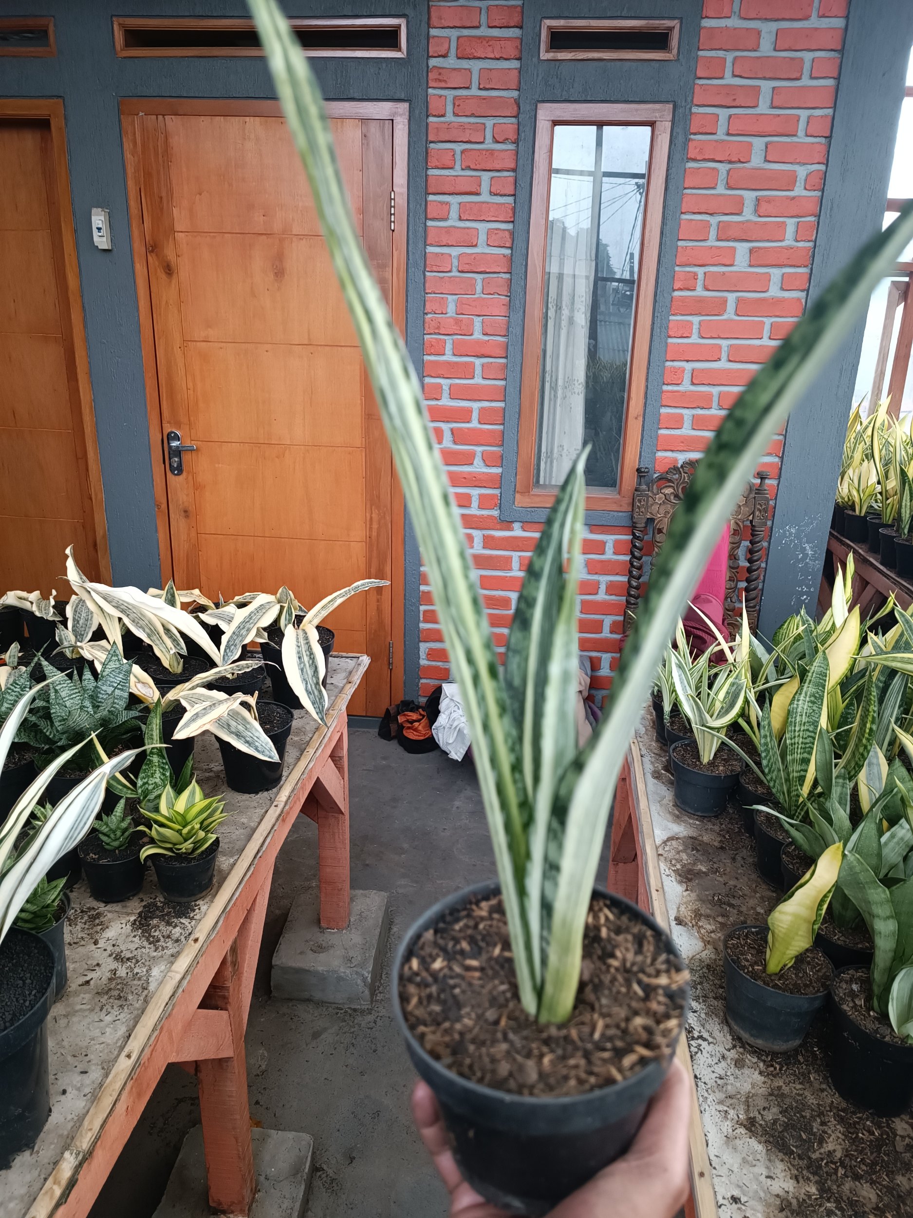1739. Sansevieria Bantel Batik Size 40 Cm - Image 2