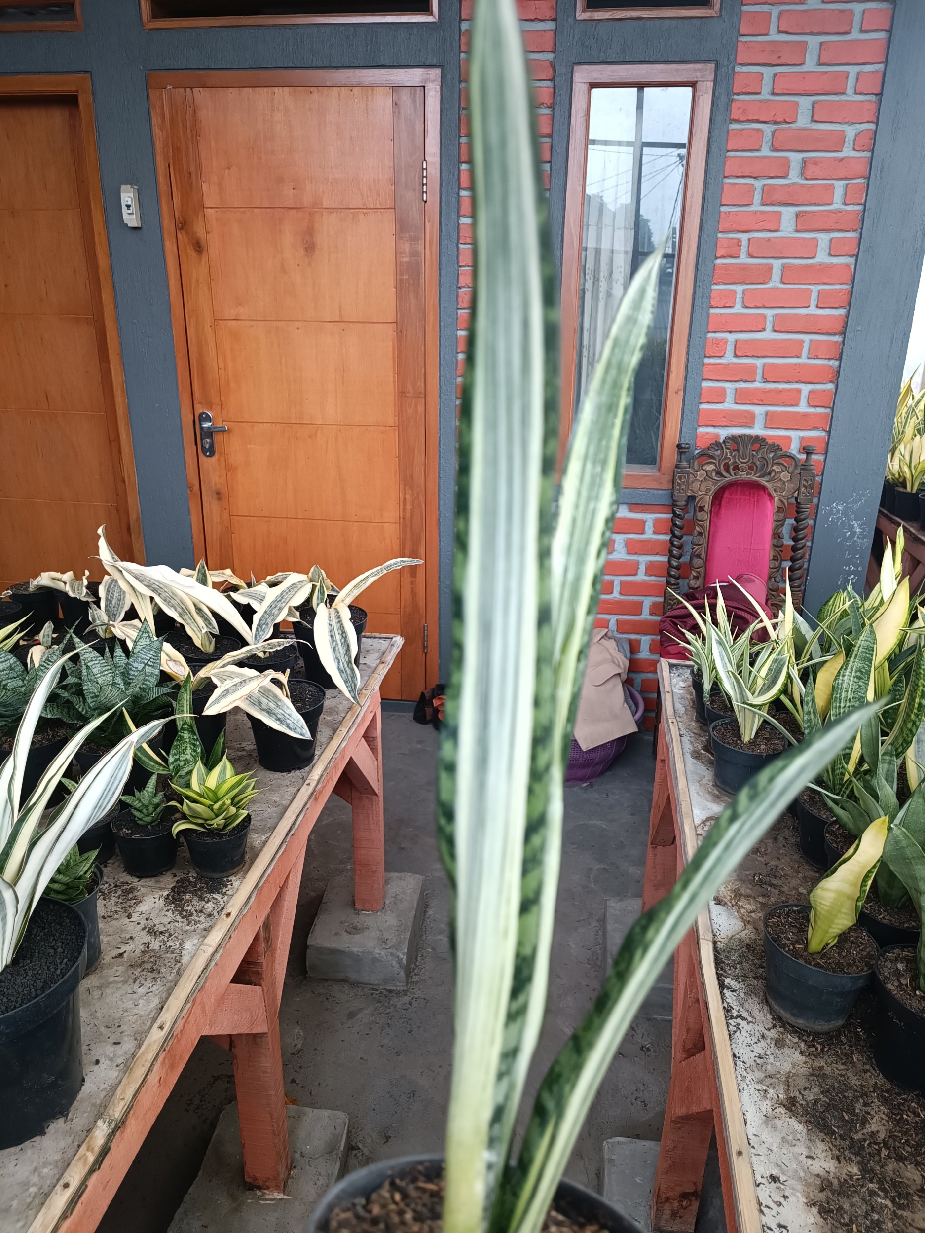 1739. Sansevieria Bantel Batik Size 40 Cm - Image 3