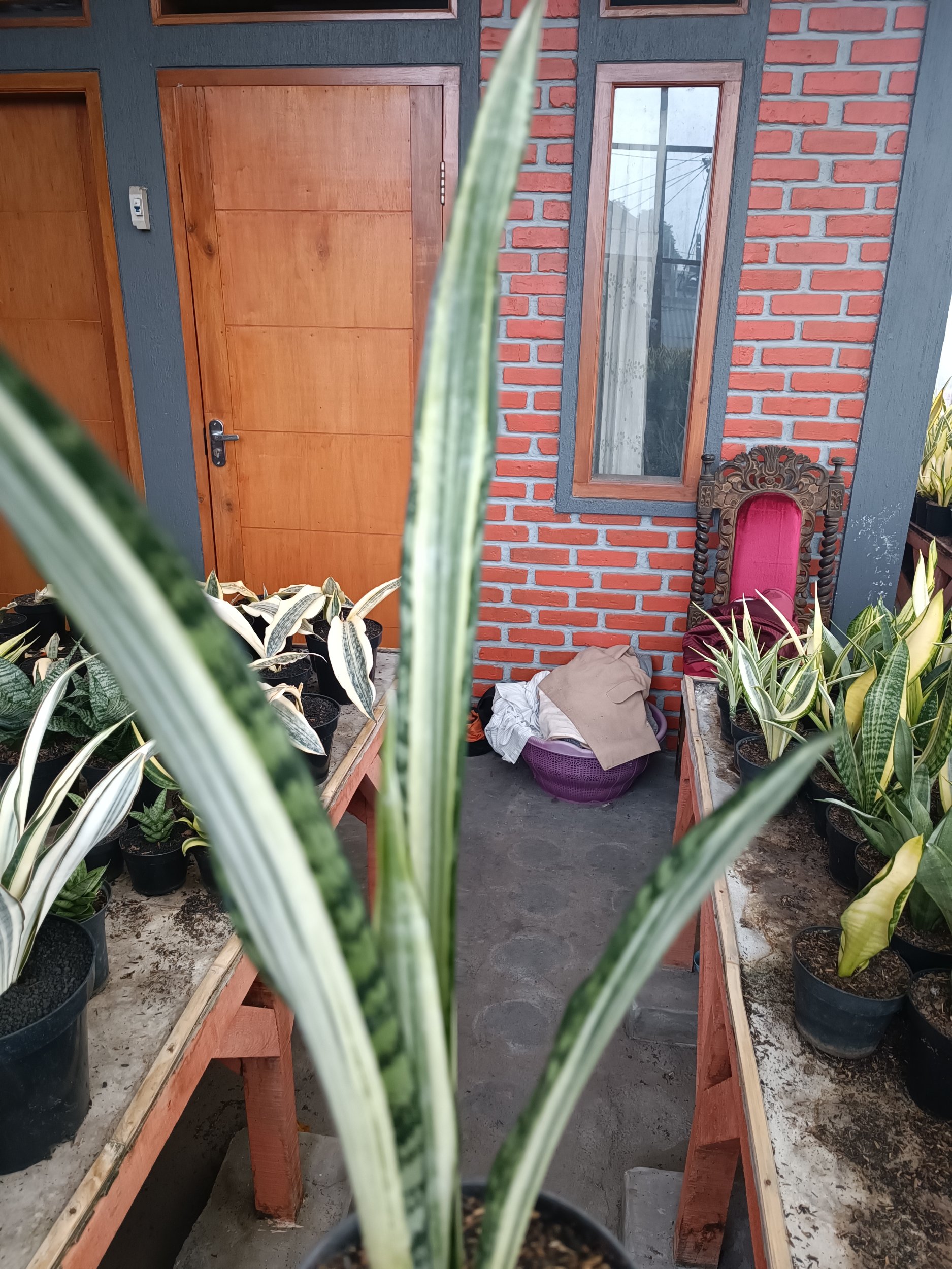 1739. Sansevieria Bantel Batik Size 40 Cm - Image 4