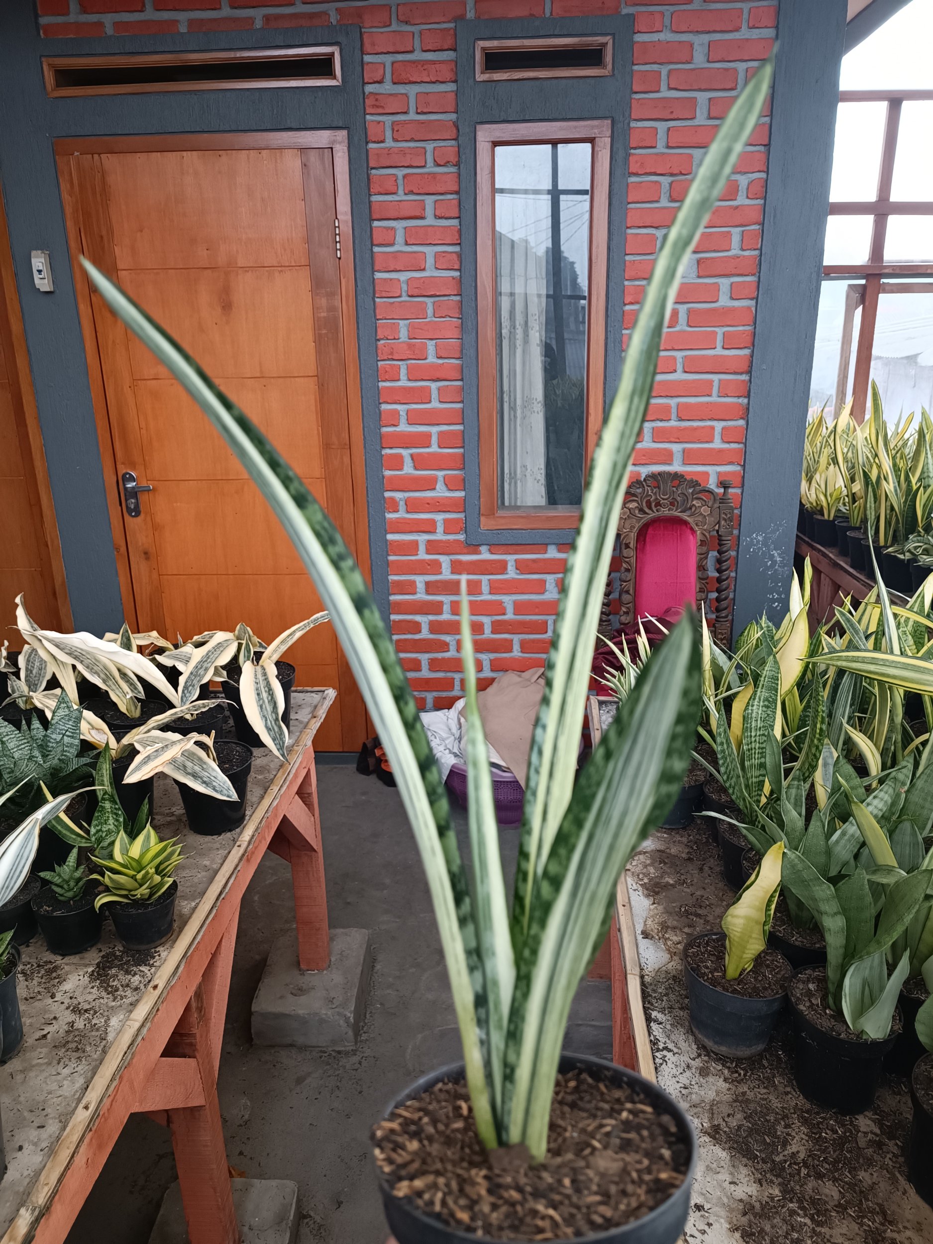 1739. Sansevieria Bantel Batik Size 40 Cm - Image 5
