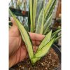2305. Sansevieria Bantel Mediopicta