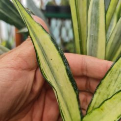 Alternative view of 2305. Sansevieria Bantel Mediopicta