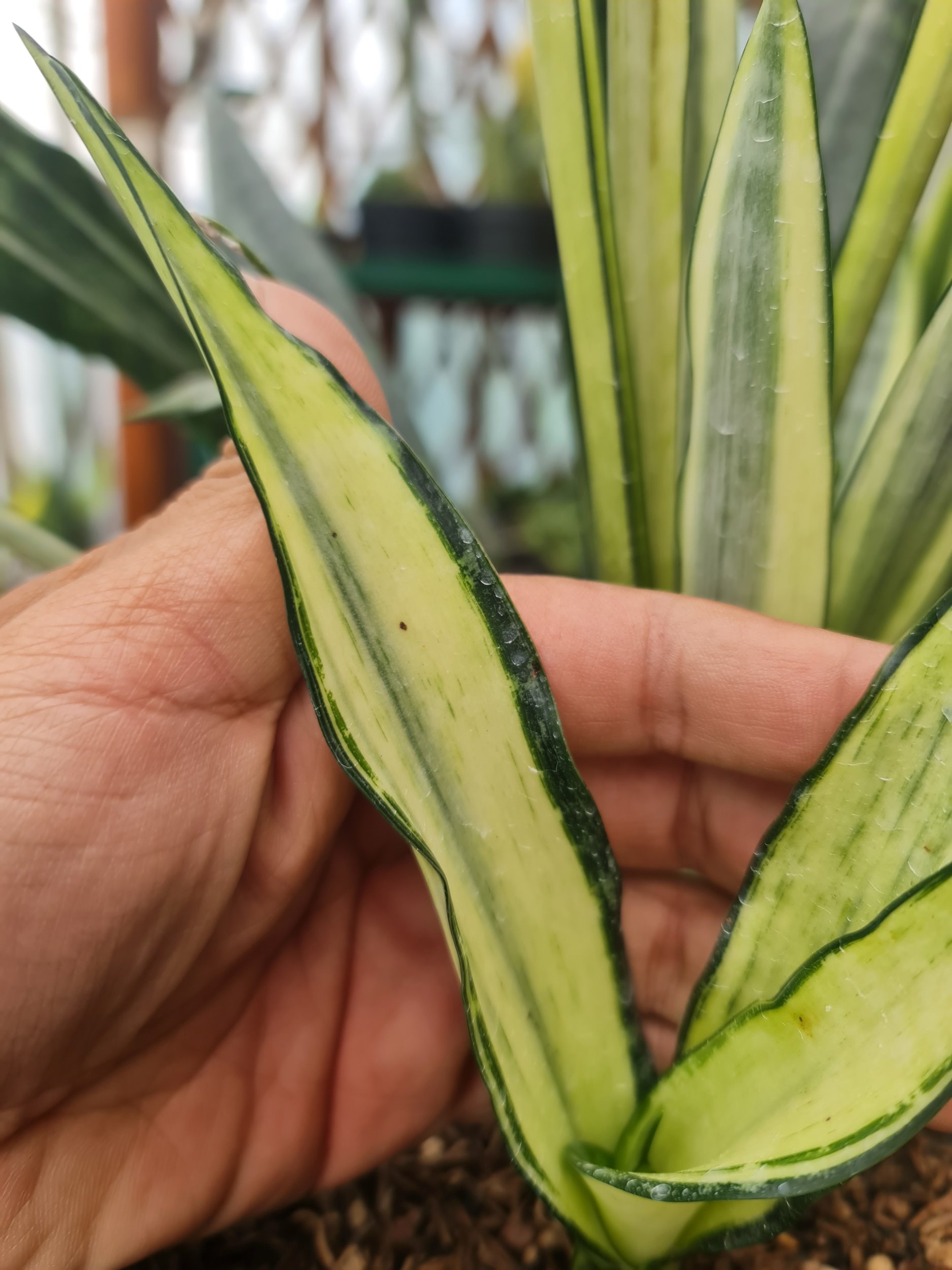 2305. Sansevieria Bantel Mediopicta - Image 2