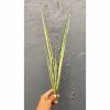 861. Sansevieria Bantel's Sensation Yellow