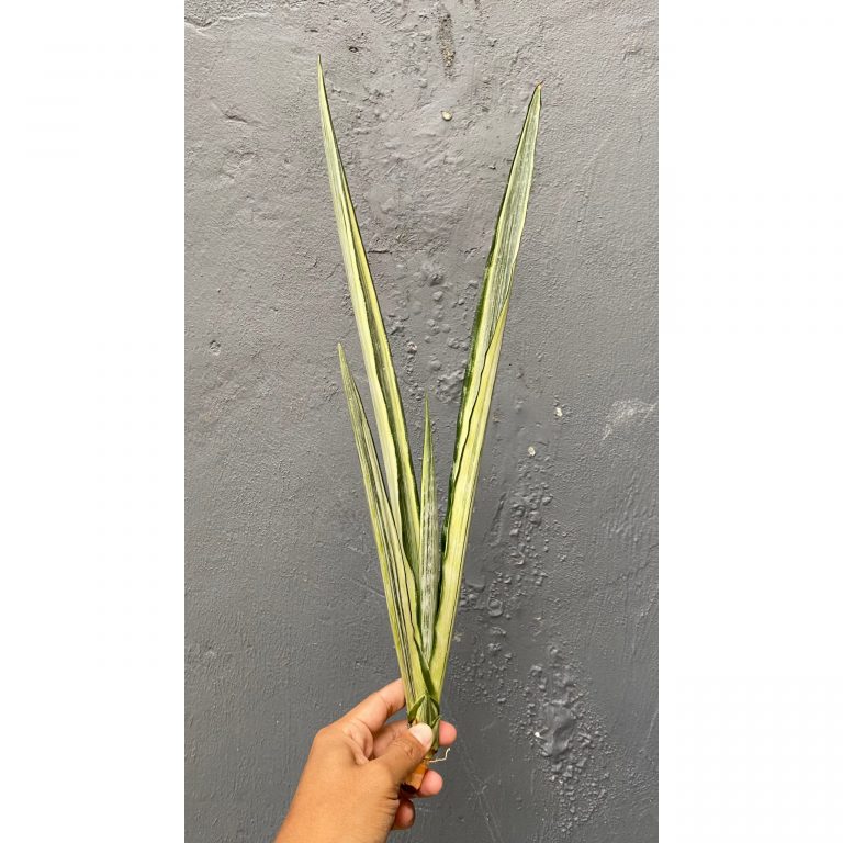 861. Sansevieria Bantel's Sensation Yellow