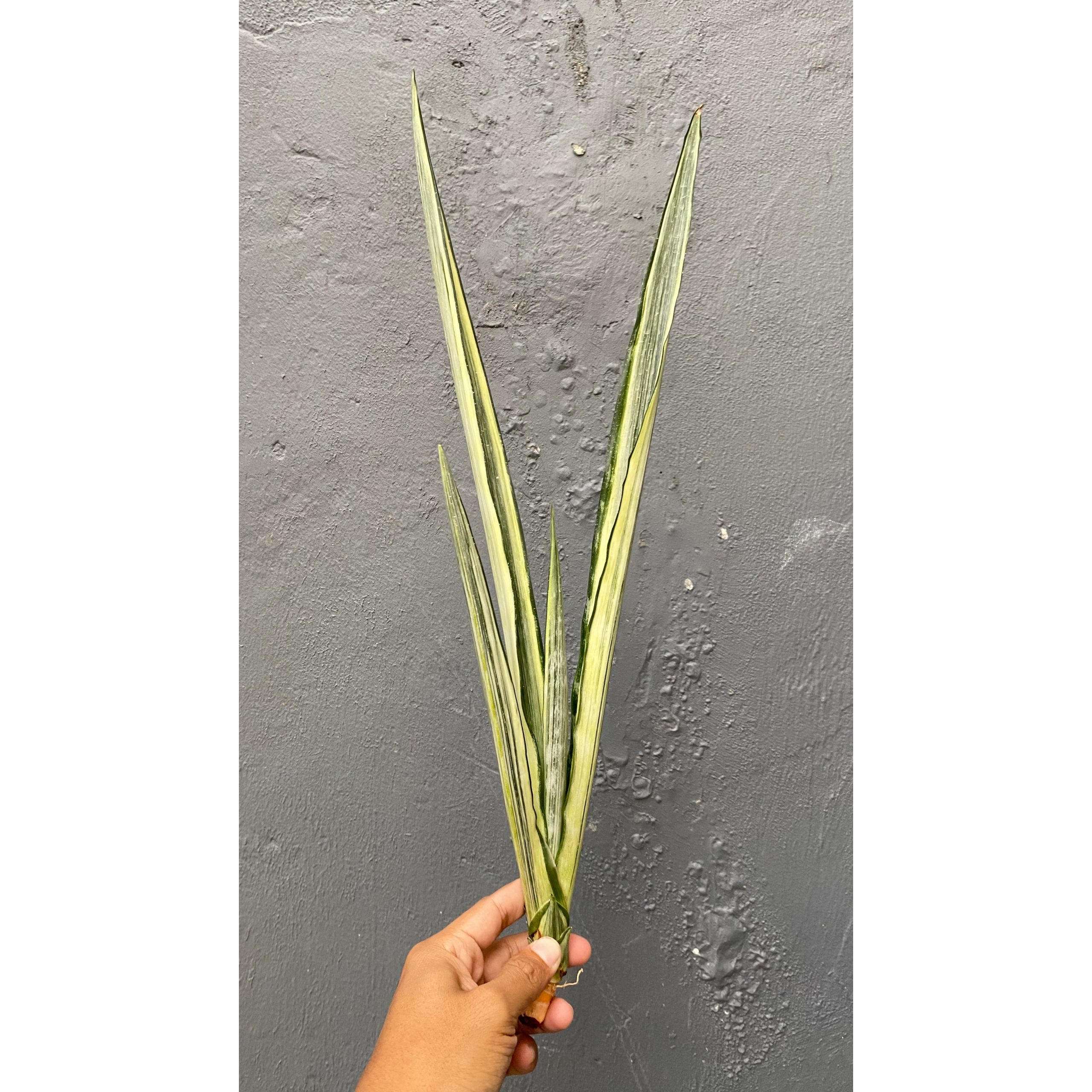 861. Sansevieria Bantel's Sensation Yellow