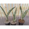 1722. Sansevieria Bantel Batik
