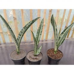 1722. Sansevieria Bantel Batik