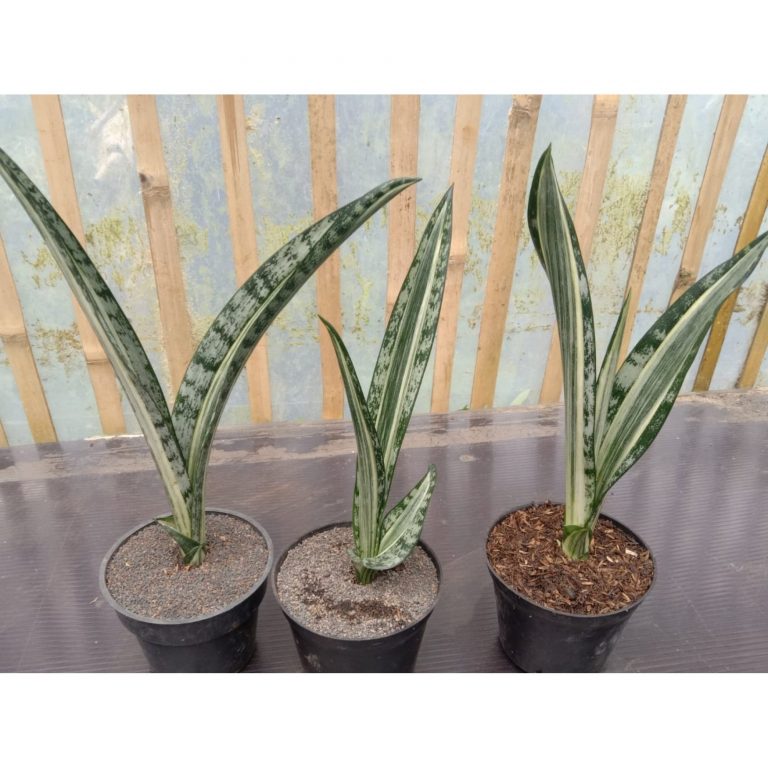 1722. Sansevieria Bantel Batik