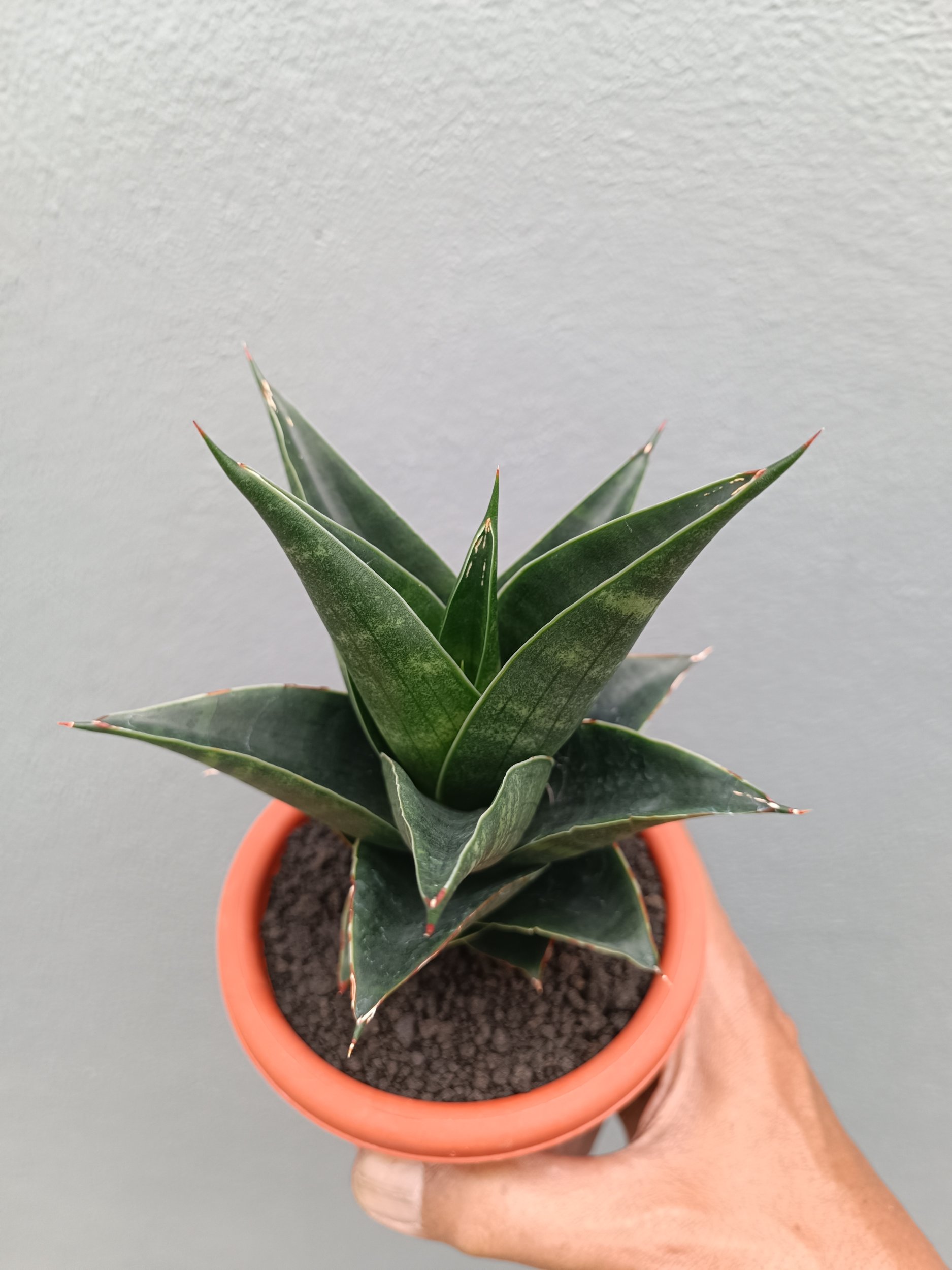 2137. Sansevieria Bardock - Image 2