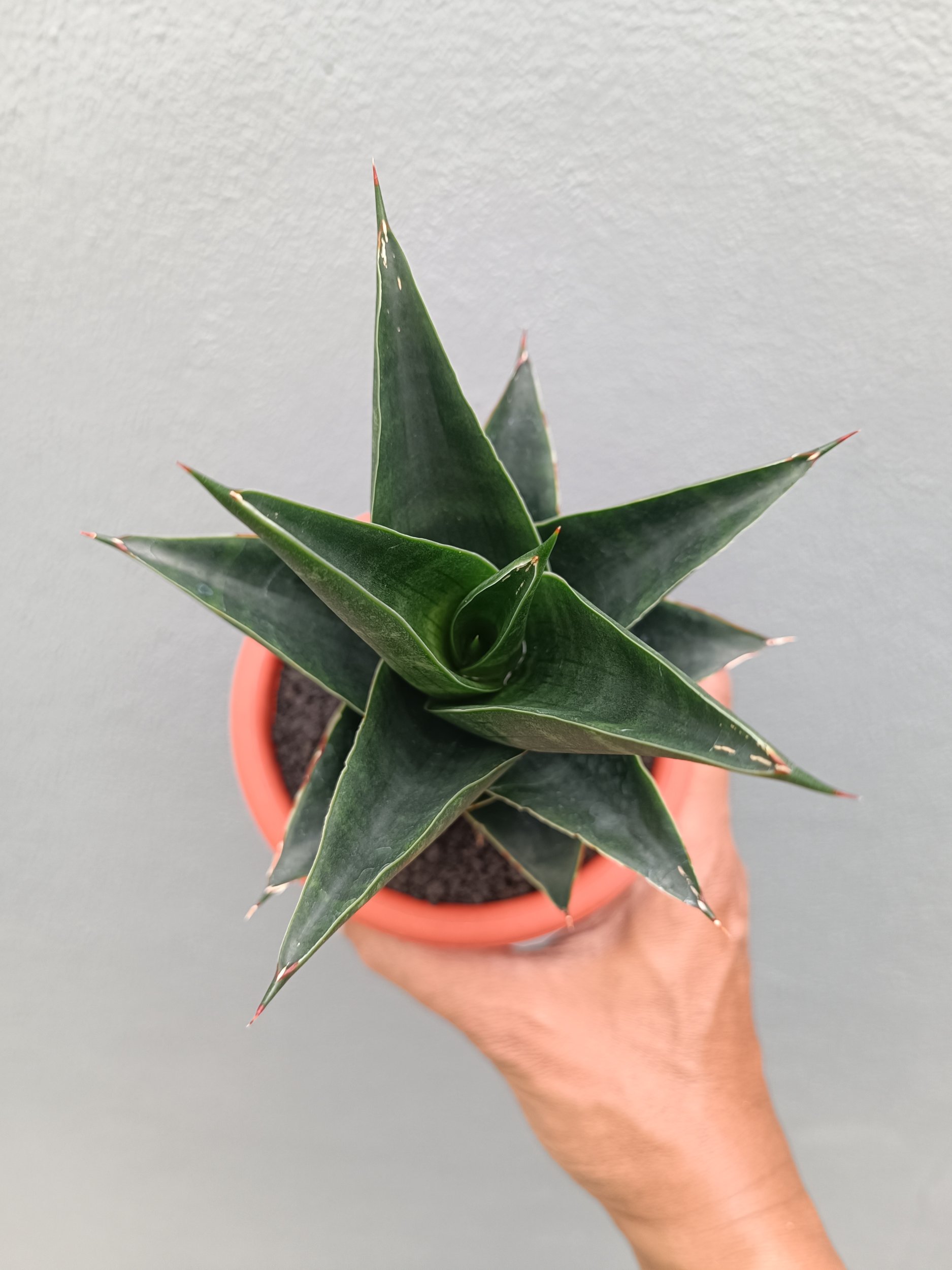 2137. Sansevieria Bardock - Image 3