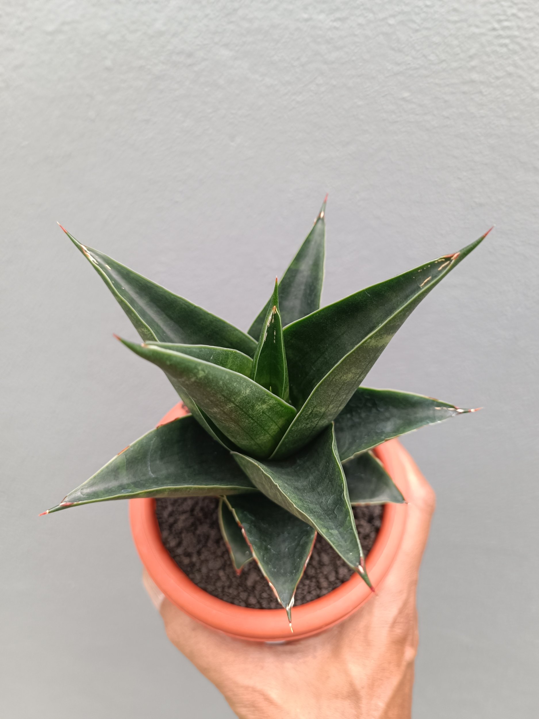 2137. Sansevieria Bardock - Image 4
