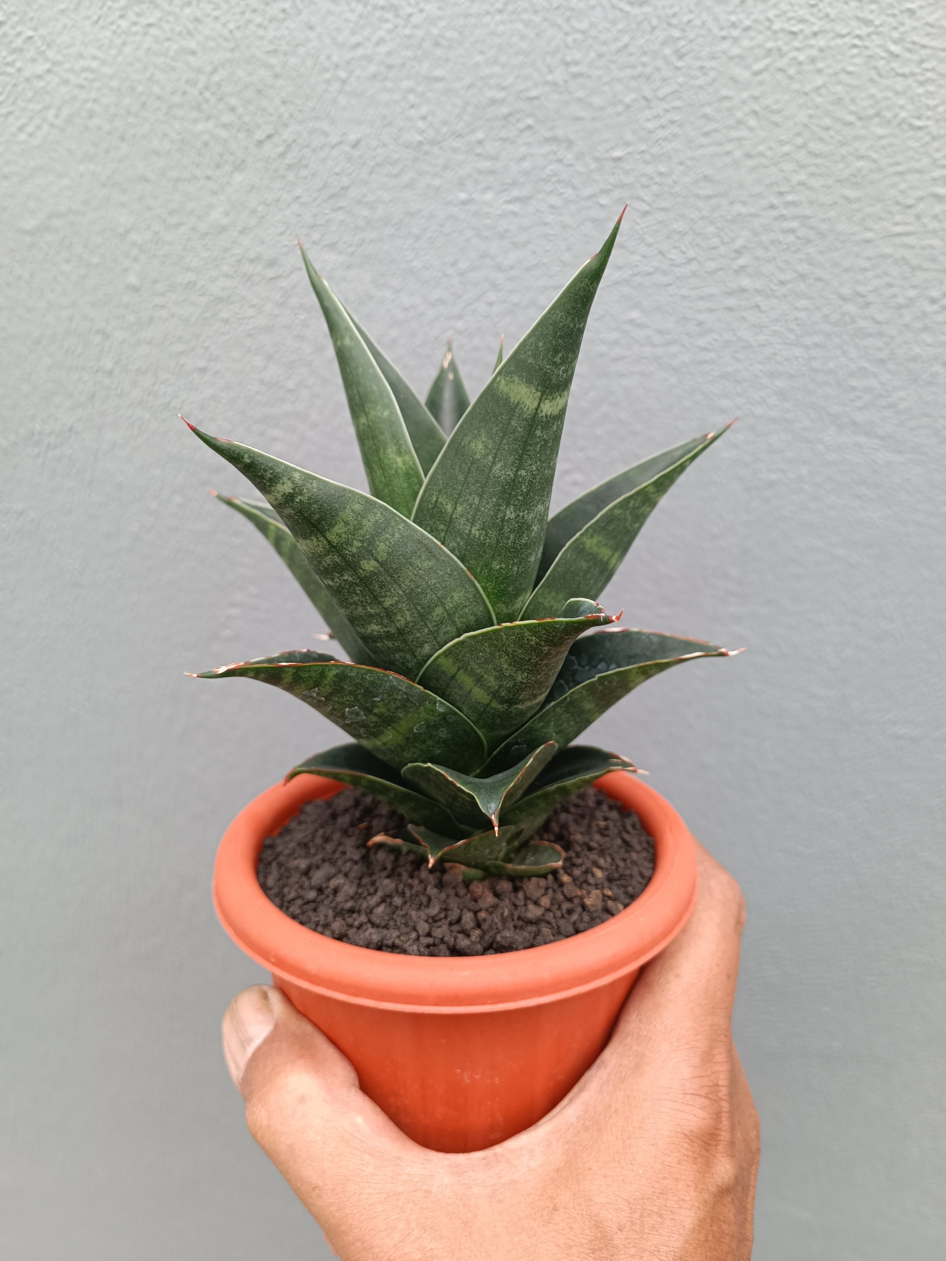 2137. Sansevieria Bardock - Image 5