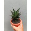 2137. Sansevieria Bardock
