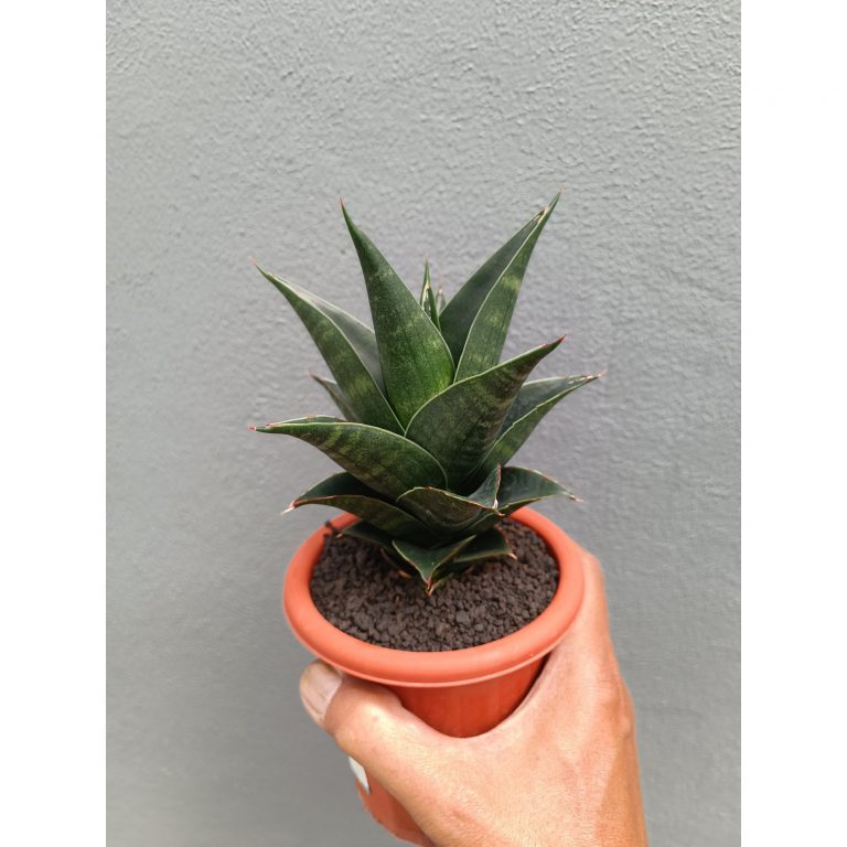 2137. Sansevieria Bardock