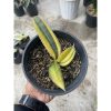 1521. Sansevieria Baseball Variegated 3leaves