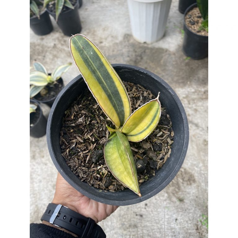 1521. Sansevieria Baseball Variegated 3leaves