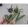 1742. Sansevieria Baseball Variegated 6 Pcs