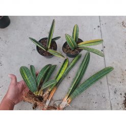 1742. Sansevieria Baseball Variegated 6 Pcs