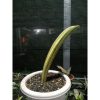 1875. Sansevieria Baseball Variegated