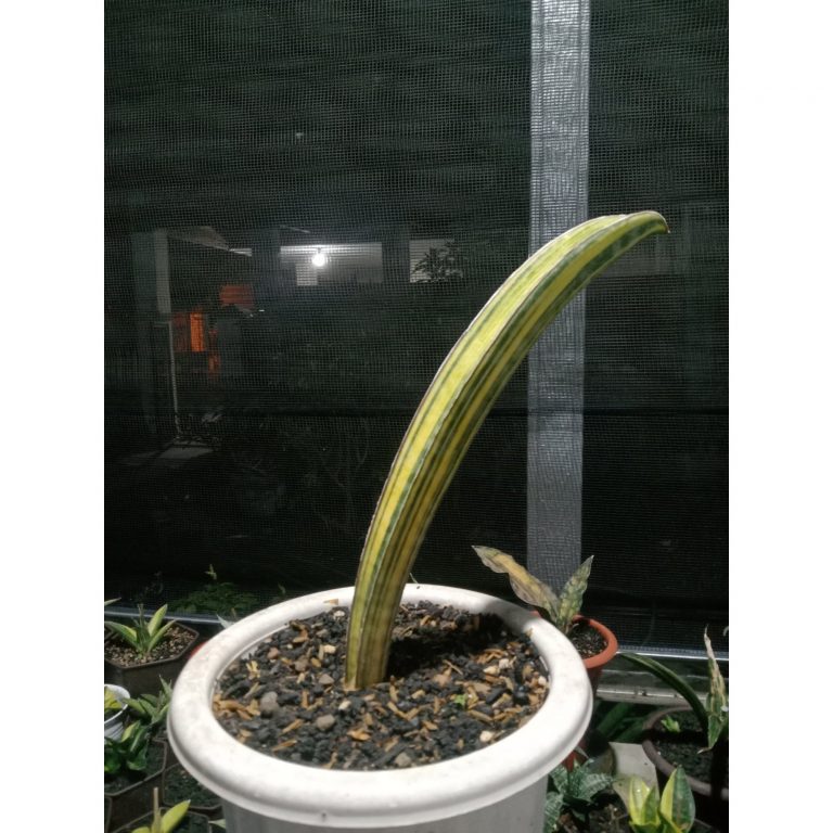 1875. Sansevieria Baseball Variegated