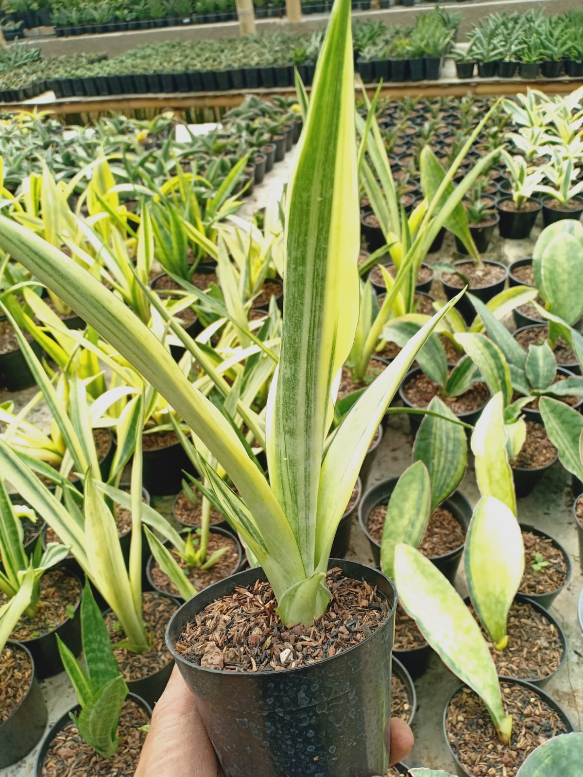 2054. Sansevieria Beauty Sensation Variegated - Image 2
