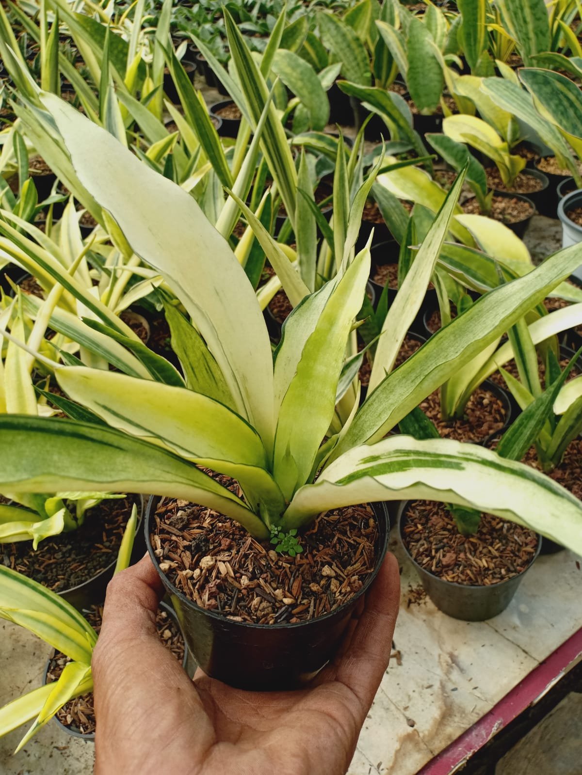 2054. Sansevieria Beauty Sensation Variegated - Image 3