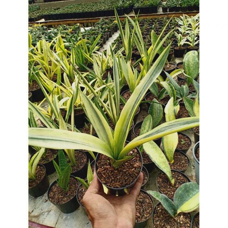 2054. Sansevieria Beauty Sensation Variegated