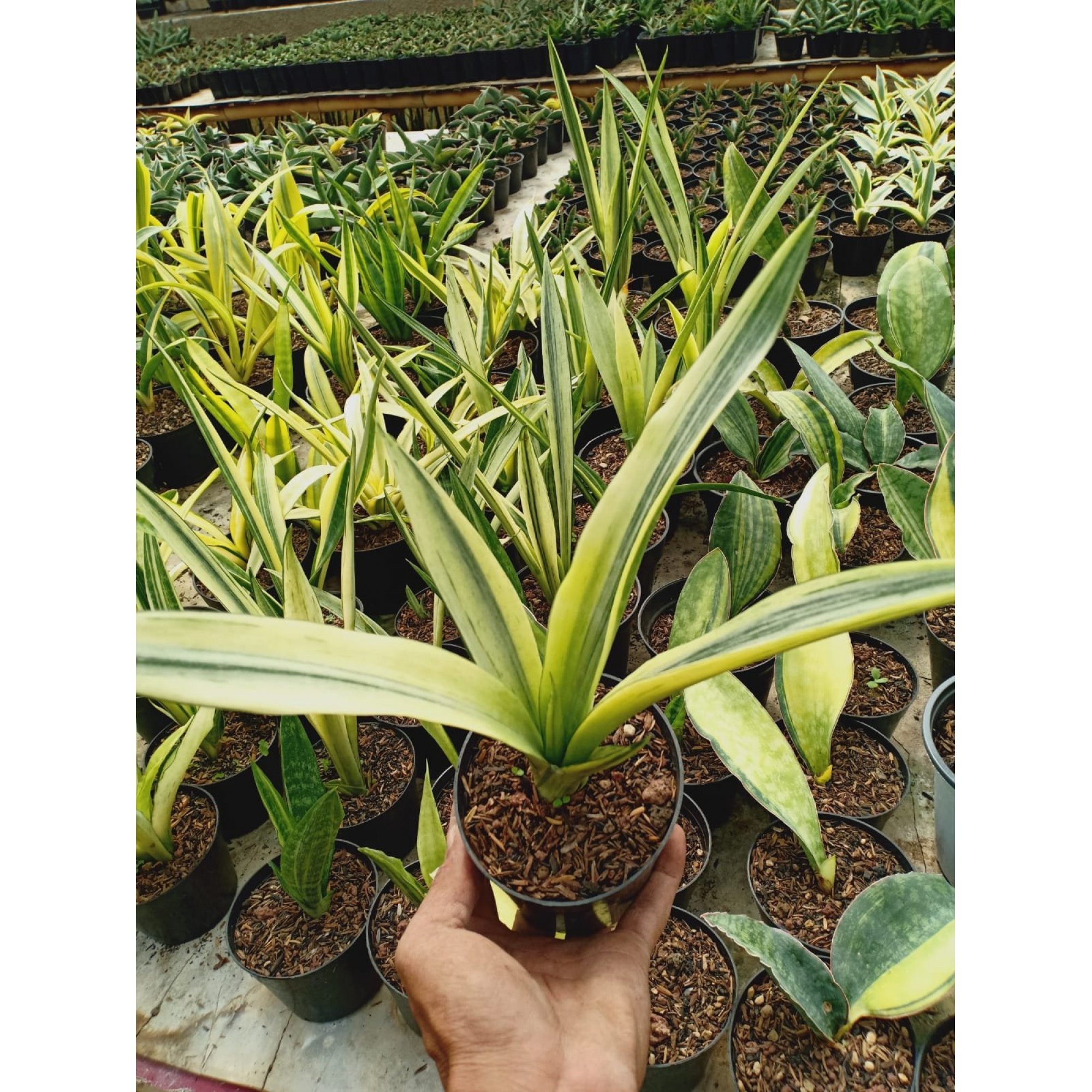 2054. Sansevieria Beauty Sensation Variegated
