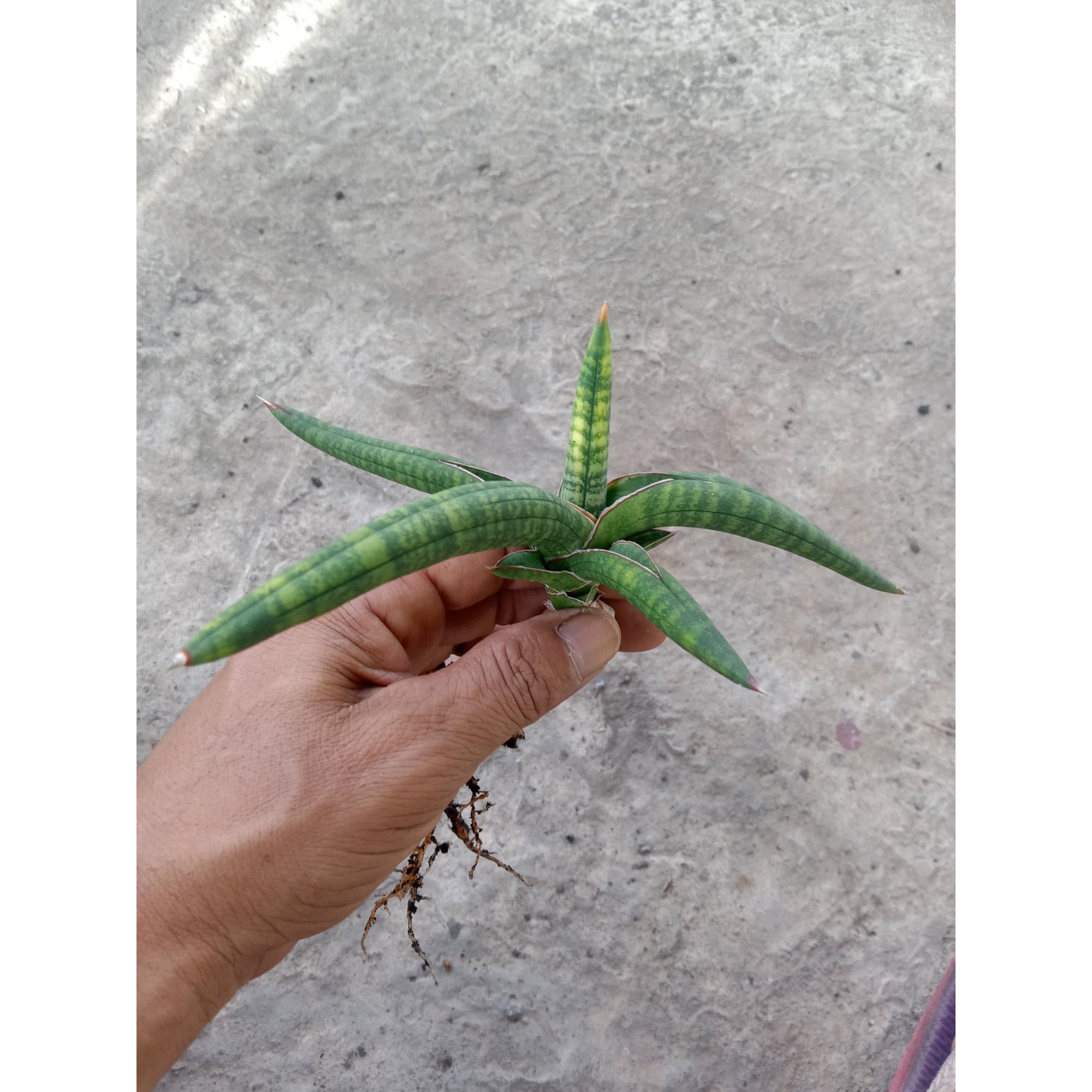 2185. Sansevieria Bella Black Thin Varigation