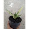 2112. Sansevieria Bella Black Varigated