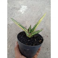 2112. Sansevieria Bella Black Varigated