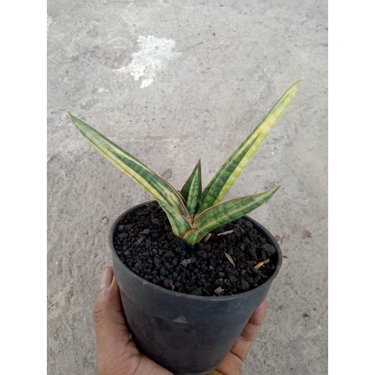 2112. Sansevieria Bella Black Varigated
