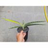 1728. Sansevieria Bella Blue Variegated