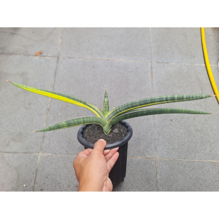 1728. Sansevieria Bella Blue Variegated