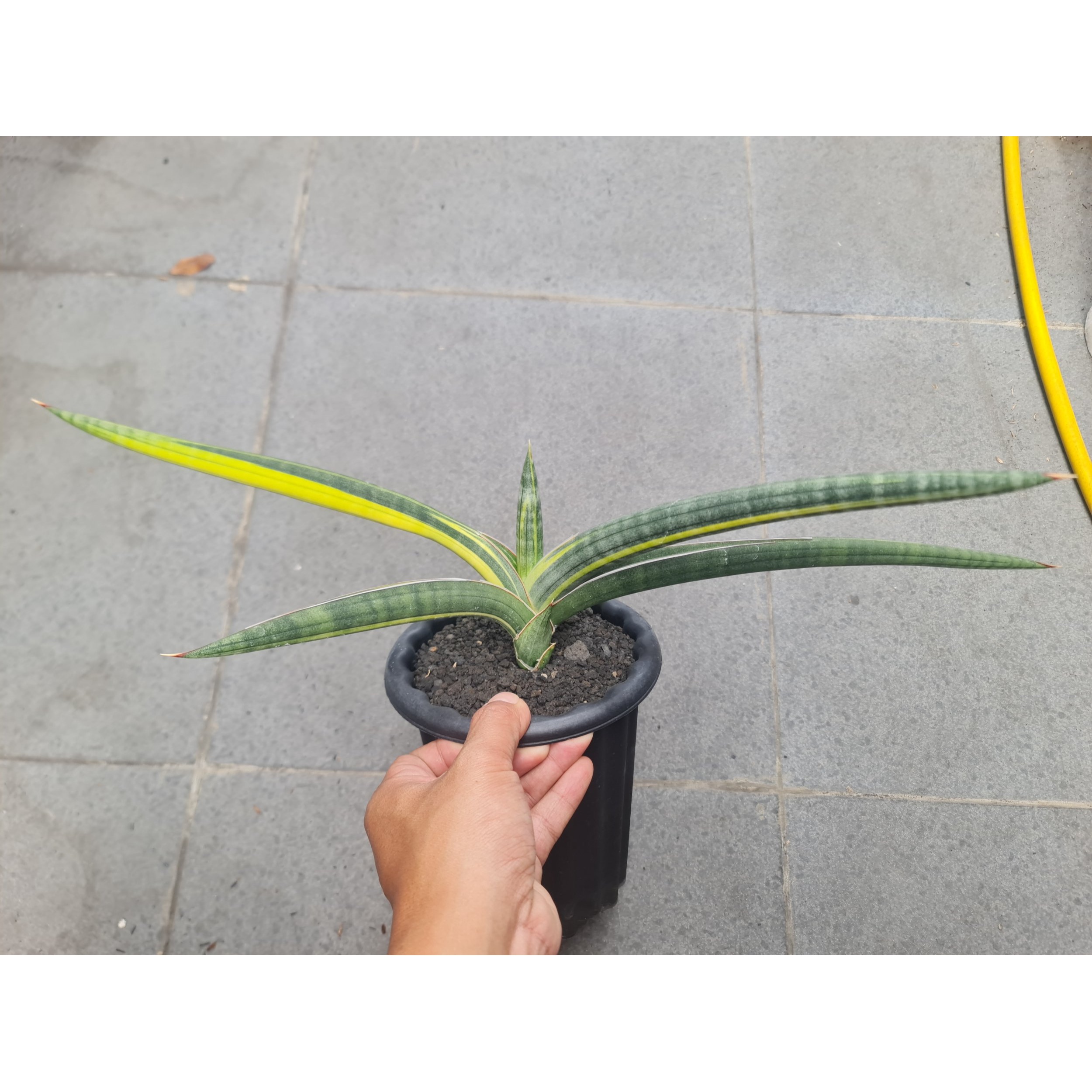 1728. Sansevieria Bella Blue Variegated