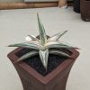 1700. Sansevieria Bella Platinum White Variegated