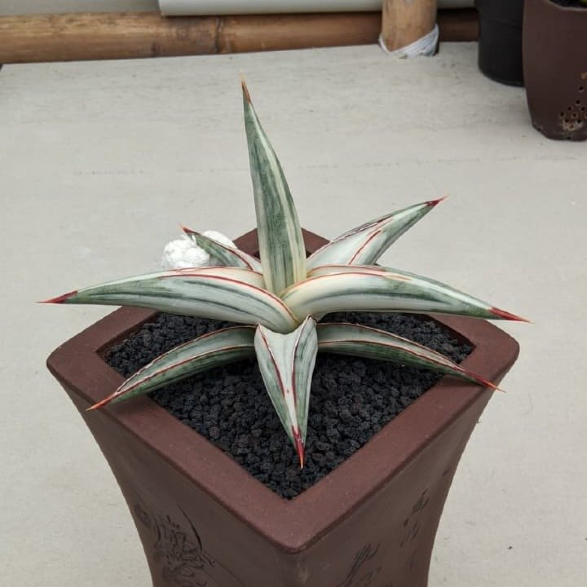 1700. Sansevieria Bella Platinum White Variegated