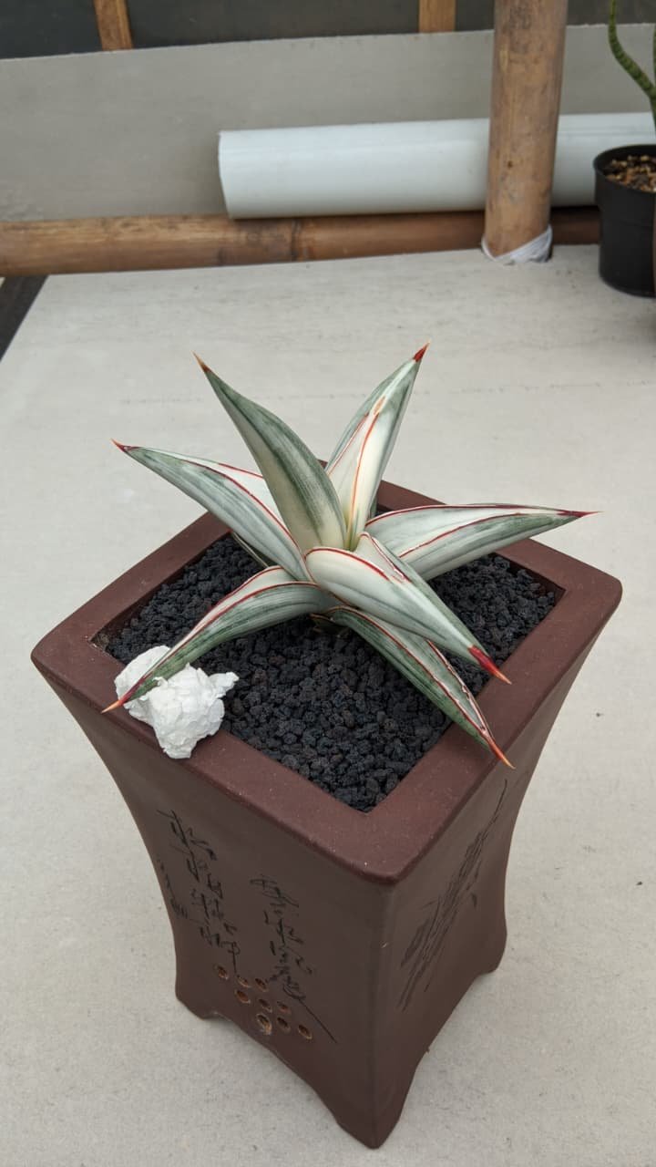 1700. Sansevieria Bella Platinum White Variegated - Image 2