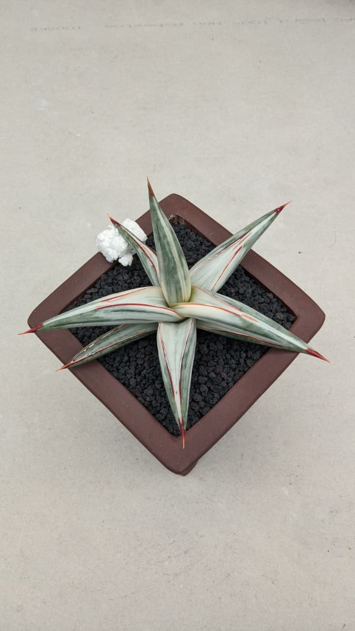 1700. Sansevieria Bella Platinum White Variegated - Image 3