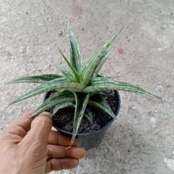 2096. Sansevieria Bianca Size 10 Cm